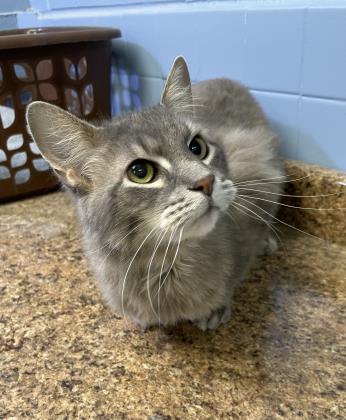Adopt