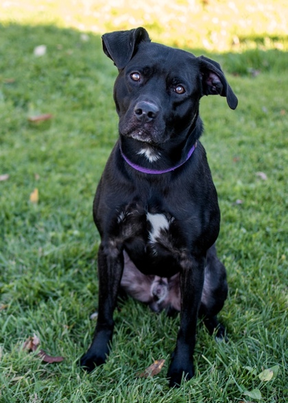 Adopt
