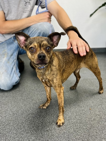 Adopt
