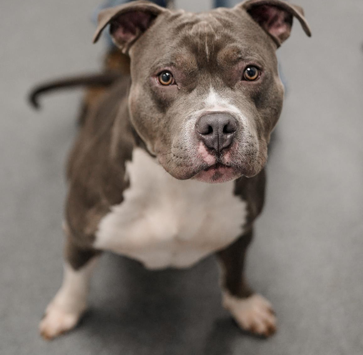 Beast Anita's Stevens Swan Humane Society