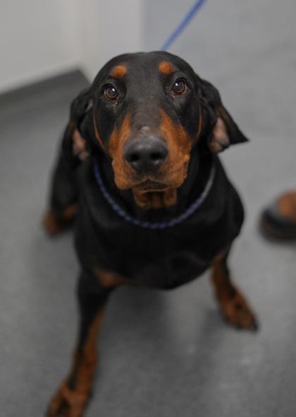 Adopt