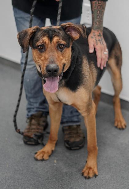 Adopt