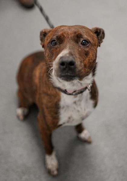 Adopt