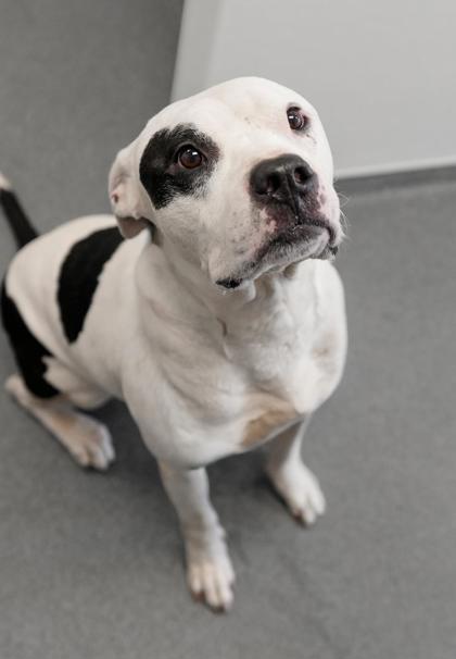 Adopt