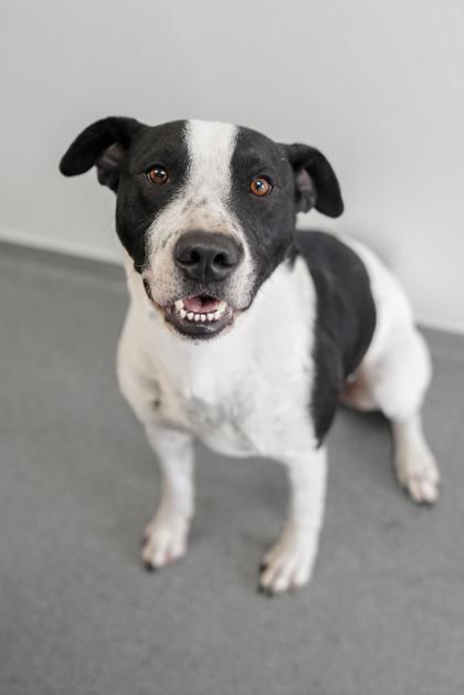 Adopt