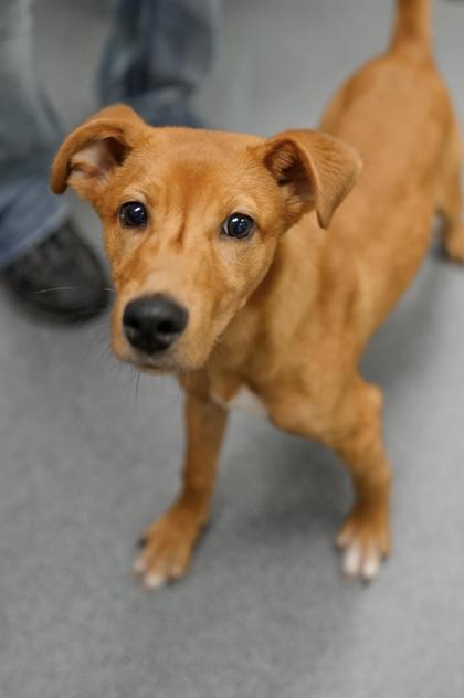 Adopt