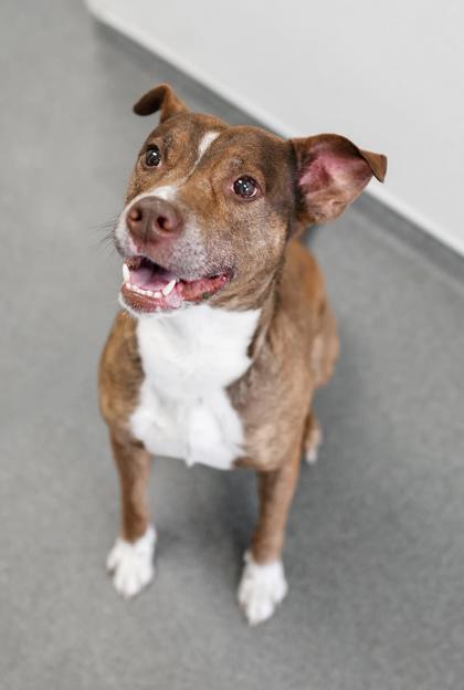 Adopt