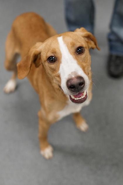 Adopt