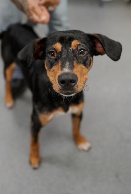 Adopt