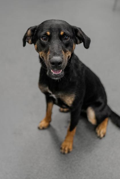 Adopt