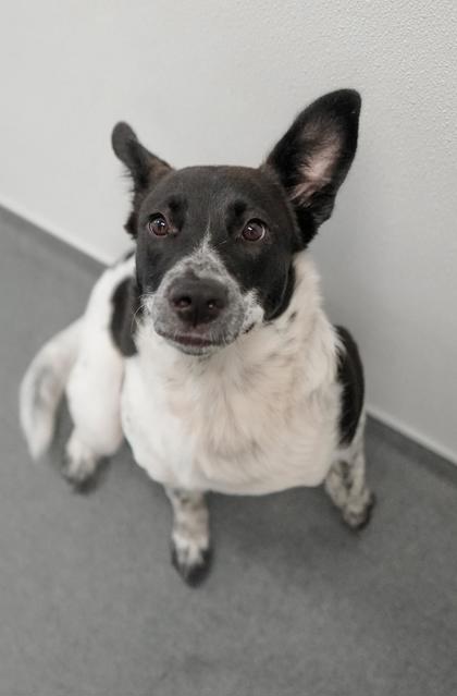 Adopt