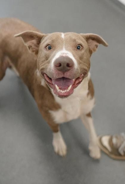 Adopt
