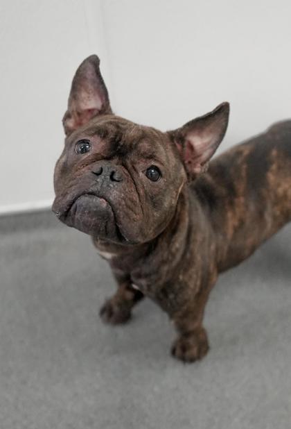 Adopt