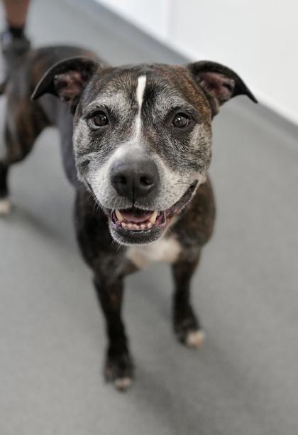 Adopt