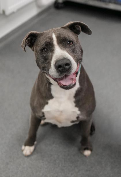 Adopt