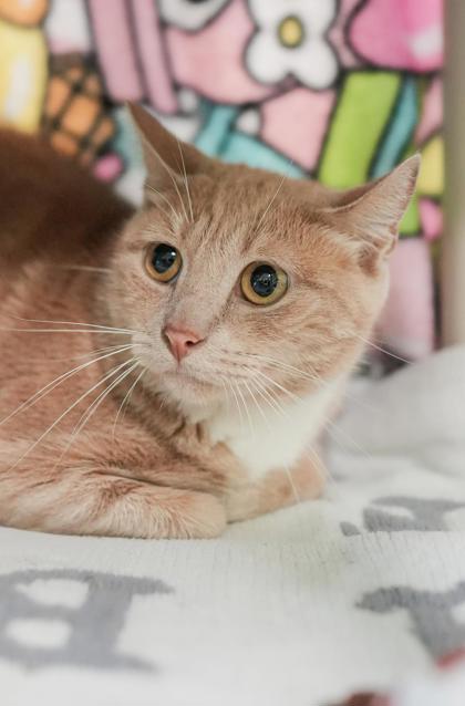 Adopt