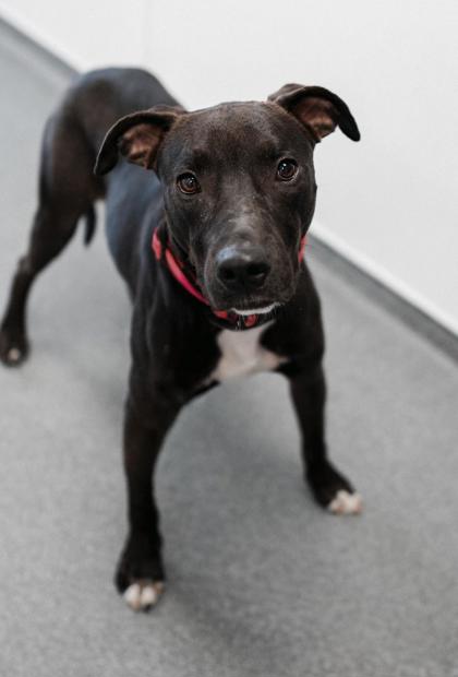 Adopt