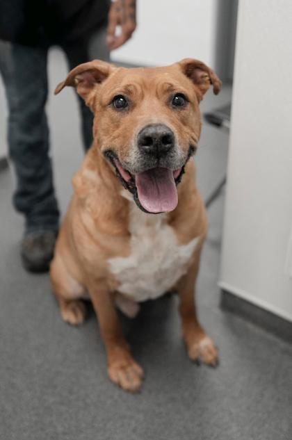 Adopt