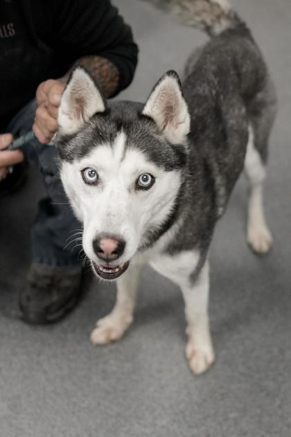 Adopt