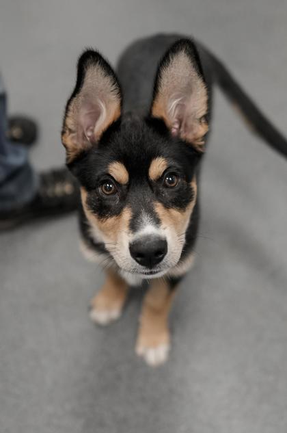Adopt