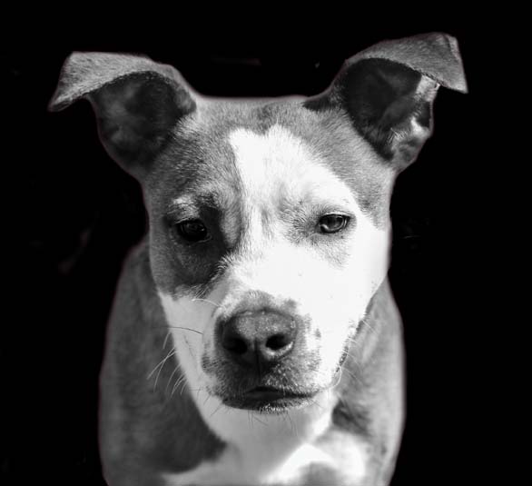 Dodger