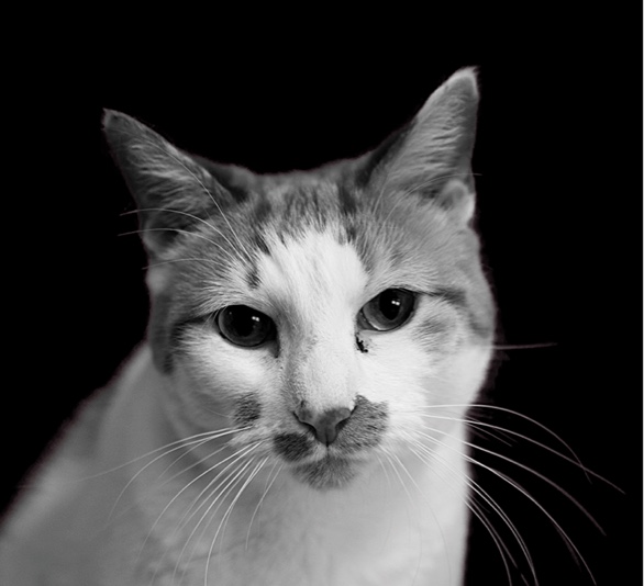 Sibyl
