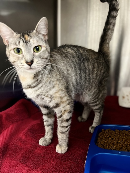 Adopt