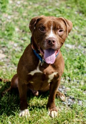 Adopt