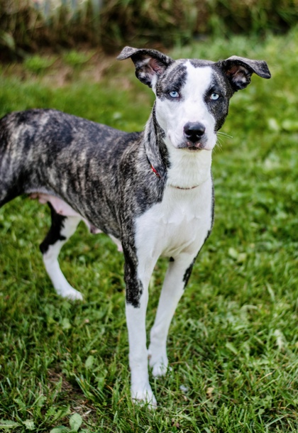 Adopt