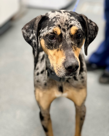 Adopt