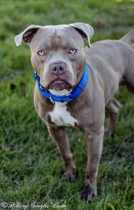 Adopt