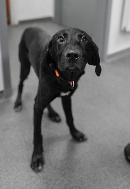 Arlo