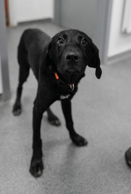 Arlo