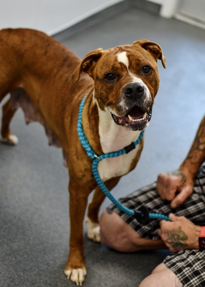 Adopt