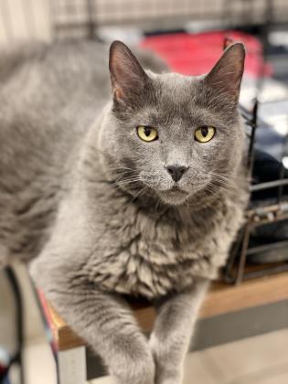 Adopt