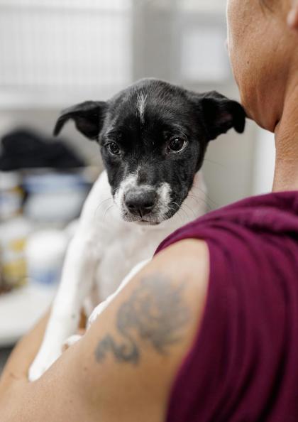 Adopt