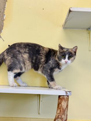 Adopt