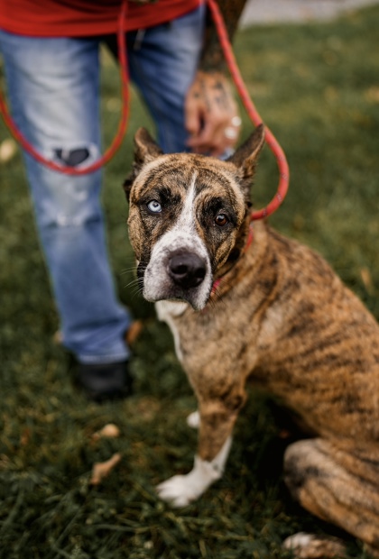 Adopt