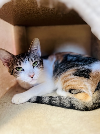 Adopt