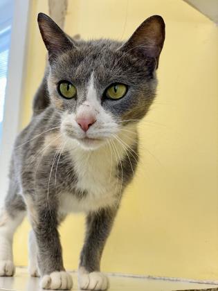Adopt