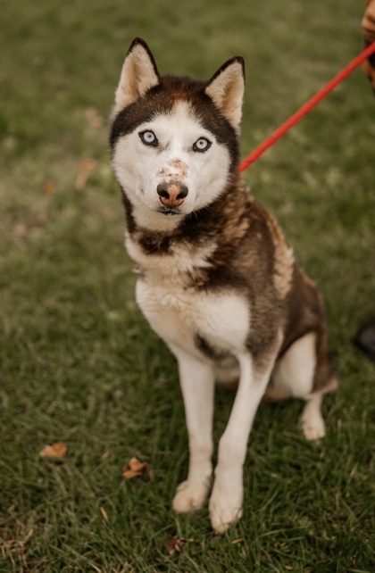 Adopt
