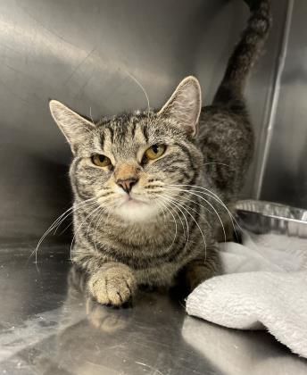 Adopt