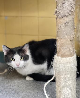 Adopt