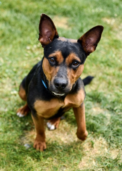 Adopt
