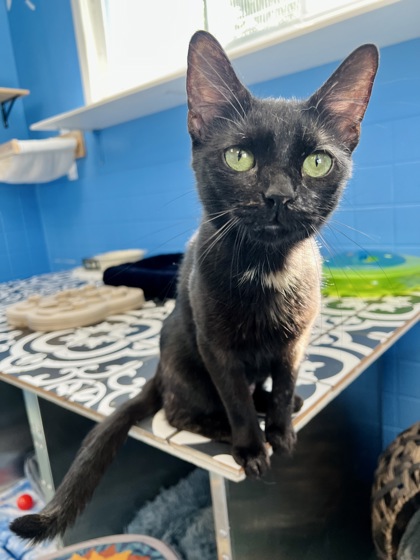 Adopt