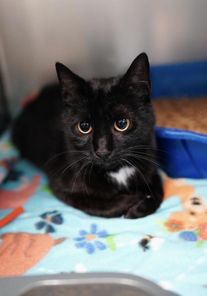 Adopt