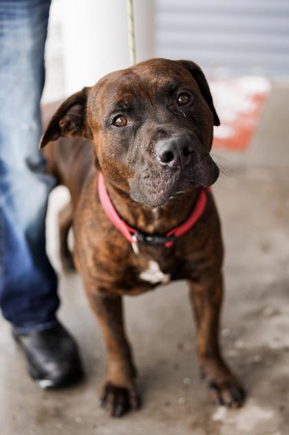 Adopt
