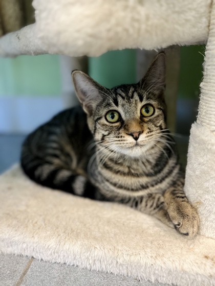 Adopt