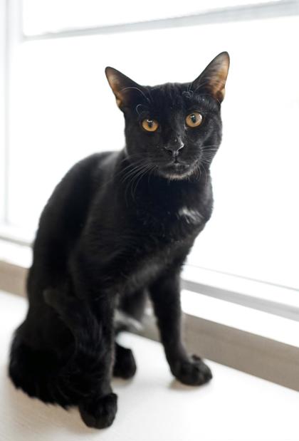 Adopt