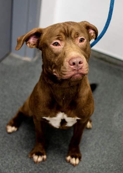 Adopt